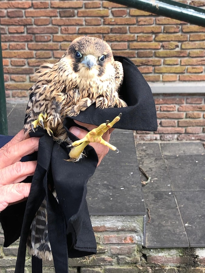 Wereldwijd keken mensen naar Amersfoortse Smallie, nu is de slechtvalk ...