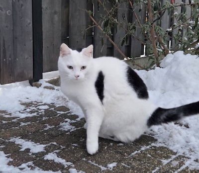 Heb jij Olaf gezien? Dit huisdier wordt in Tiel vermist