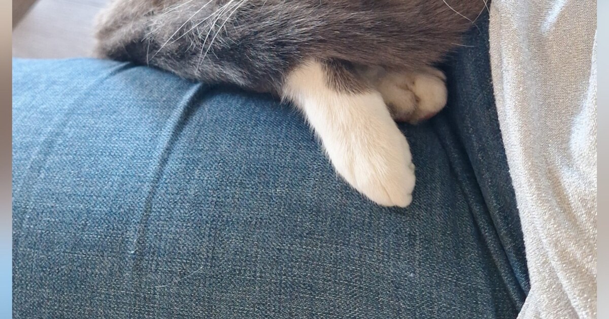 Heb jij Boaz gezien? Dit huisdier wordt in Zaltbommel vermist