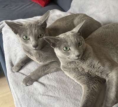 Heb jij Skye gezien? Dit huisdier wordt in Duiven vermist