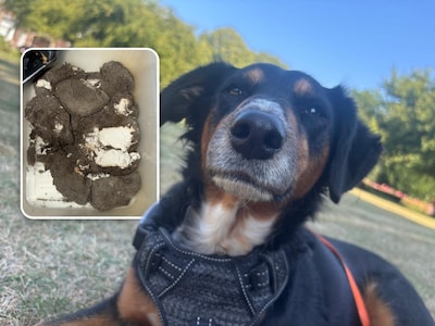Deel van park Schiedam wordt afgegraven na dood meerdere honden