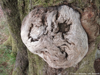 Bomenwandeling Veluwezoom op vrijdag 1 mei