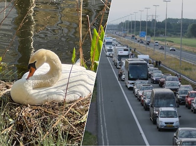 File op A50 door zwaan in de berm