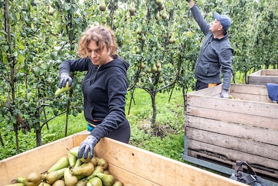 Undercover tussen de arbeidsmi­gran­ten leidt tot schrijnende ontdekkingen: ‘Ik wil geen dooien vandaag'