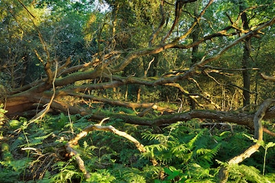 Boswandeling ‘Door de bomen het bos zien’ op Veluwezoom