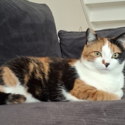 Heb jij Mau gezien? Dit huisdier wordt in Duiven vermist