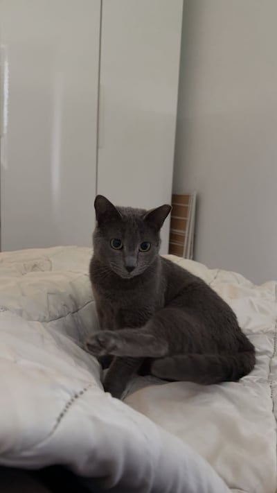Heb jij Nala gezien? Deze twee huisdieren worden in Utrechtse Heuvelrug vermist