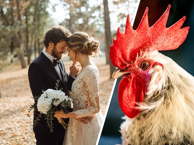 Als huwelijksgrap een huis vol kippen, geiten en zelfs hangbuikzwijnen: dierenambulance is er klaar mee