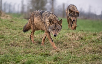 Afschieten wolf pas optie als er 56 roe­dels in Nederland zijn: ‘Wat betekent dit voor kinderen die door bos fietsen?’