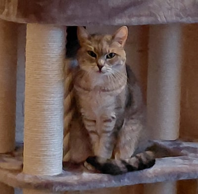 Heb jij Nola, Pip of Sammie gezien? Deze drie huisdieren worden in Duiven vermist