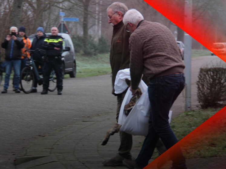 Wolf gevonden in schuur in woonwijk • Rijtjeshuizen verbergen enorm drugslab