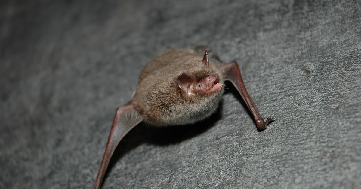 Overbetuwe start vleermuiswerkgroep met vrijwilligers