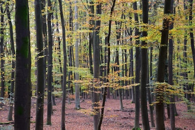 Voorjaarswandeling op landgoed De Vijverberg in Arnhem