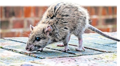 Met deze speciale, digitale vallen willen ze in Tiel ratten vangen: ‘Uitbraken voorkomen’