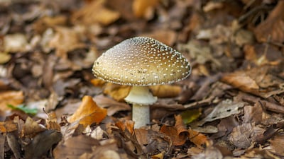 Paddenstoelenwandeling op landgoed Warnsborn