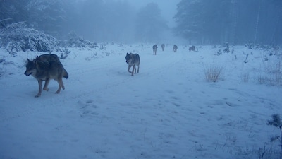 Zien: zo beweegt een roedel wolven zich door de sneeuw