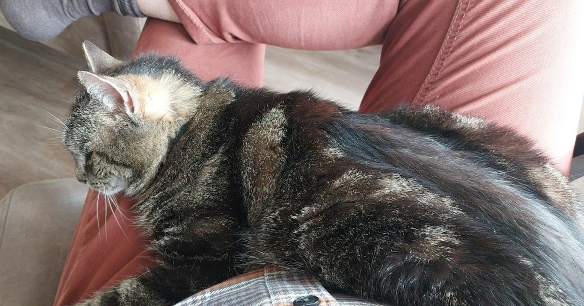 Heb jij Sissie gezien? Dit huisdier wordt in Neder-Betuwe vermist