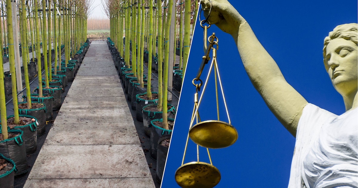Boeren mogen schimmelbestrijder Pitcher niet meer gebruiken: middel had nooit toegelaten mogen worde