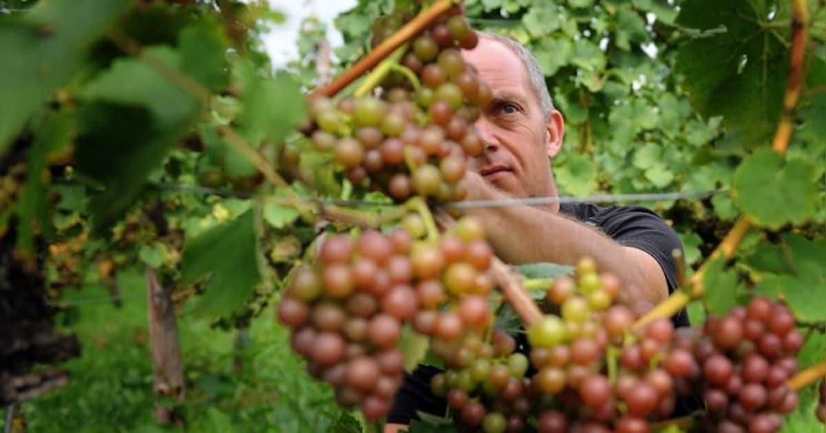 Gouden medaille wijngaard Sint-Agatha