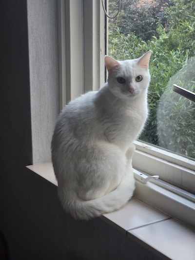Heb jij Amara gezien? Dit huisdier wordt in Montferland vermist