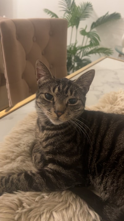 Heb jij Katy, Gappie of Pippi gezien? Deze vijf huisdieren worden in Ede vermist