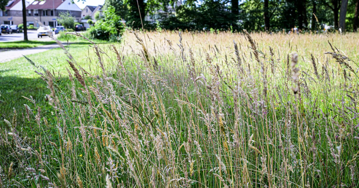 Gemeente waarschuwt voor gevaar van grasaren voor huisdieren