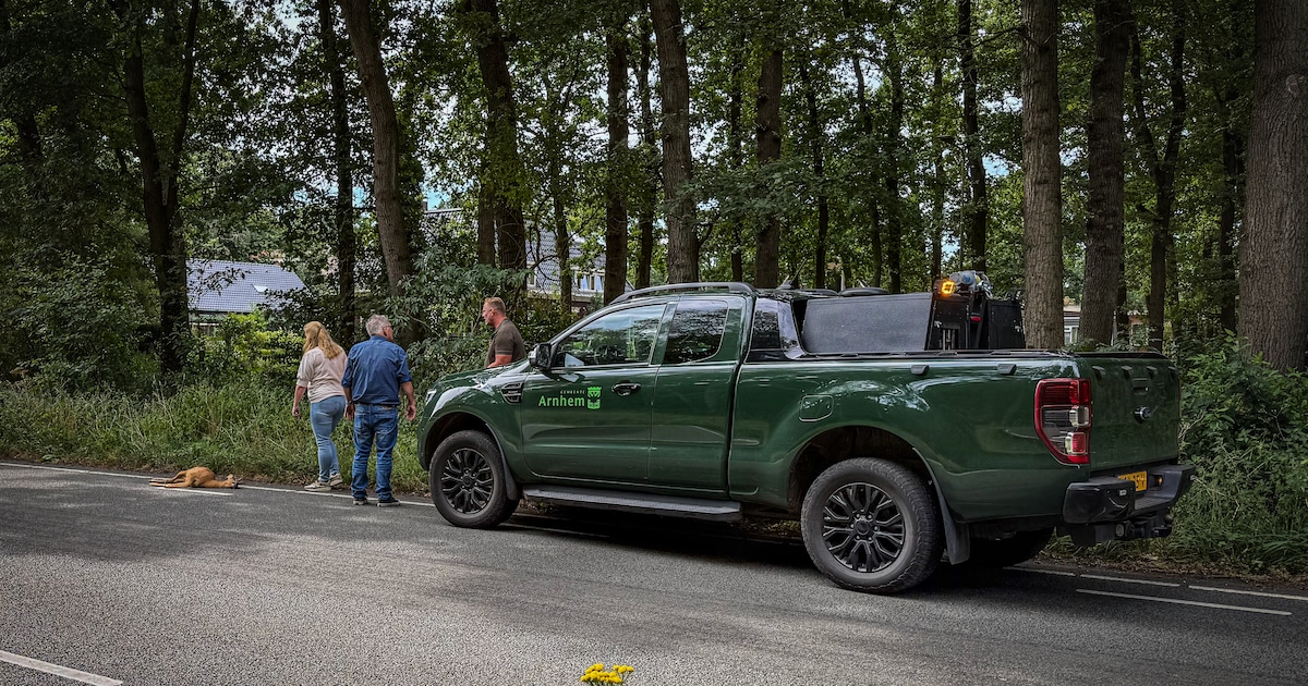 Reebok steekt plots de weg over in Arnhem en dan gaat het mis | Regio ...