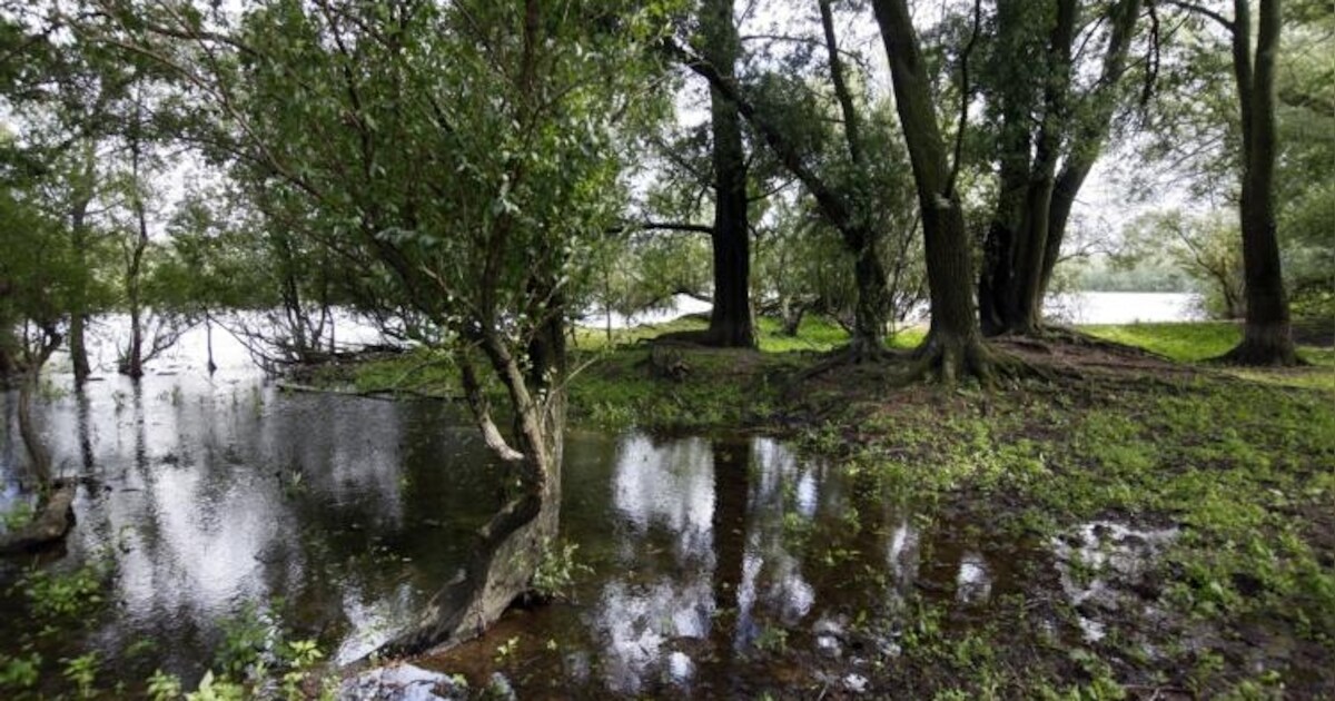 Nieuwe geul in Heesselt