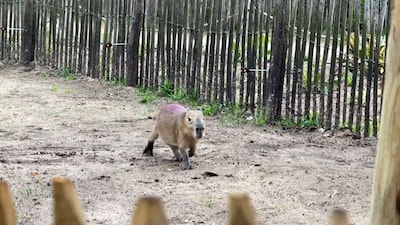 Mannelijke capibara in Hof van Eckberge sterft na nachtelijke confrontatie met vrouwtje