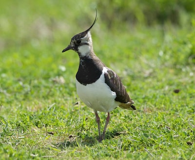 Eerste kievitsei gevonden in Ravenstein: ‘Cruciaal voor de bescherming van onze iconische weidevogel