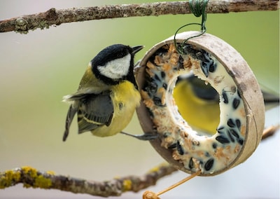 Kinderactiviteiten bij Natuurcentrum De Ginkel in Ede
