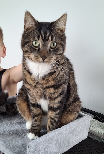 Heb jij Tommie of Faabje gezien? Deze twee huisdieren worden in Culemborg vermist