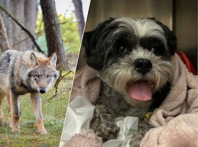 Na aanval op hondje Pip waarschuwt dierenarts wandelaars: houd honden aan de lijn