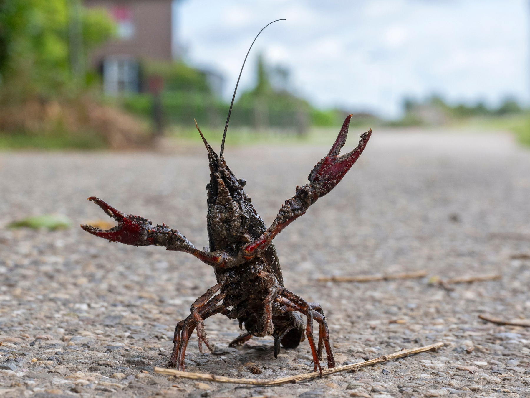 Waanzindierentuin als uitzwaaier van het zomerseizoen