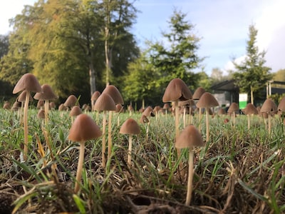Natuurvereniging IVN Grave houdt paddenstoelenexcursie op landgoed Mariëndaal in Velp