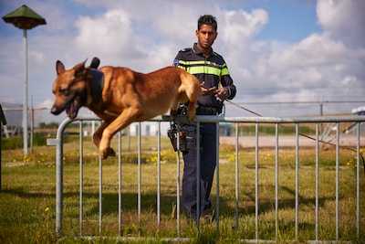 In alle chaos moet een politiehond voor rust zorgen: ‘In zulke situaties zien we dat we er echt toe doen’