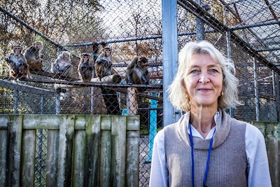 Elk jaar komen 90 apen om bij medische testen in dit lab: ‘Maar onze dieren hebben een beter leven dan in menig dierentuin’