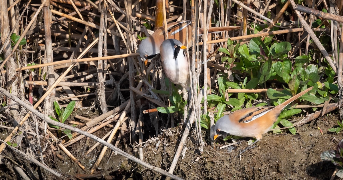 Vogels spotten in park Lingezegen