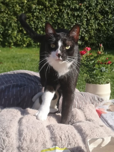 Heb jij Max, Toby of Peanut gezien? Deze drie huisdieren worden in Montferland vermist
