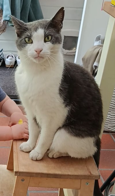 Heb jij Mingi, Witje of Gus gezien? Deze zeven huisdieren worden in Ede vermist