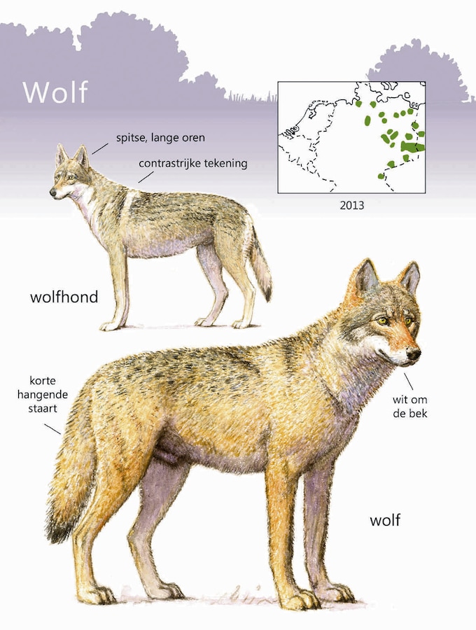 dit-moet-je-doen-als-je-oog-in-oog-met-een-wolf-komt-de-hond-van-je