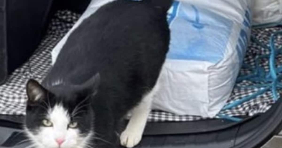 Heb jij Kees gezien? Dit huisdier wordt in Land van Cuijk vermist