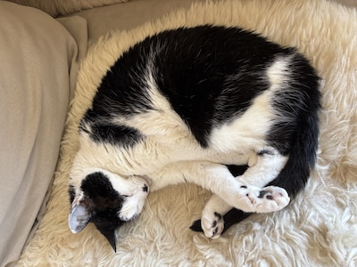 Heb jij Spike of Floortje gezien? Deze drie huisdieren worden in Utrechtse Heuvelrug vermist