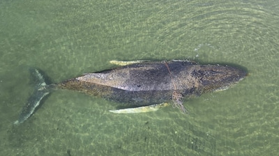 Bultrugwalvis van 10 meter lang gestrand voor Duitse kust, grote reddingsactie om dier te redden