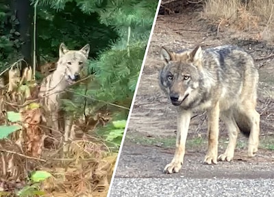 Dit voorjaar zeker 45 wolven geboren in Nederland