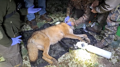 Kabinet wil dat meer wolven in Nederland een zender krijgen