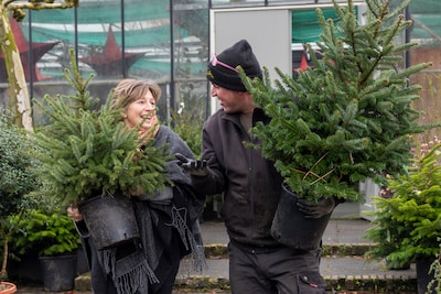 'Te gek voor woorden eigenlijk': kerstbomen nu al volop in de verkoop