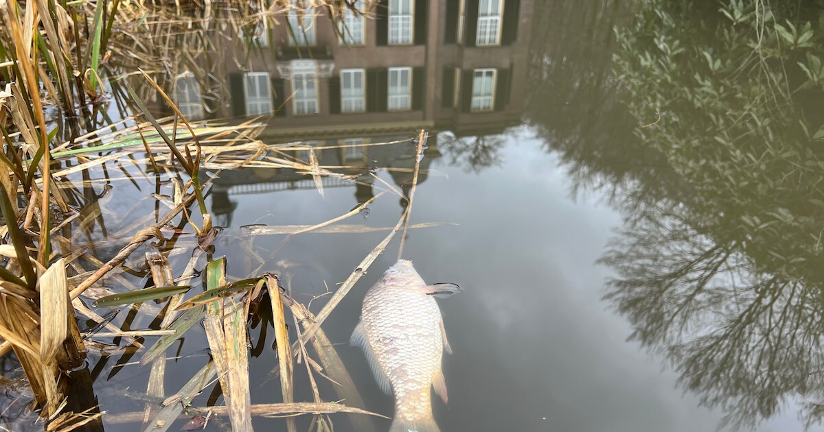 Dode vissen in vijver Zypendaal door rioolprobleem: ‘Shit happens ...