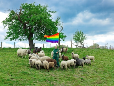 Homoseksuele rammen gingen eigenlijk naar de slacht, nu ‘doneren’ ze wol voor het goede doel